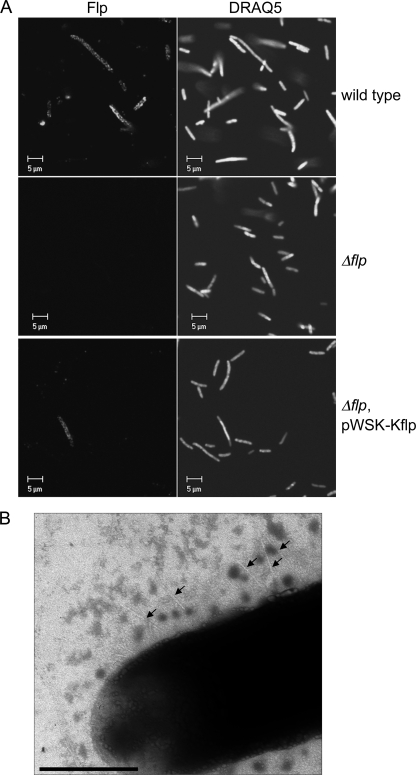 FIG. 6.