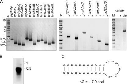 FIG. 3.