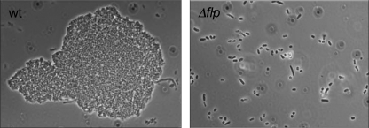 FIG. 7.