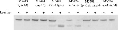 FIG. 2.