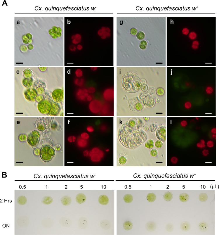 Fig 9