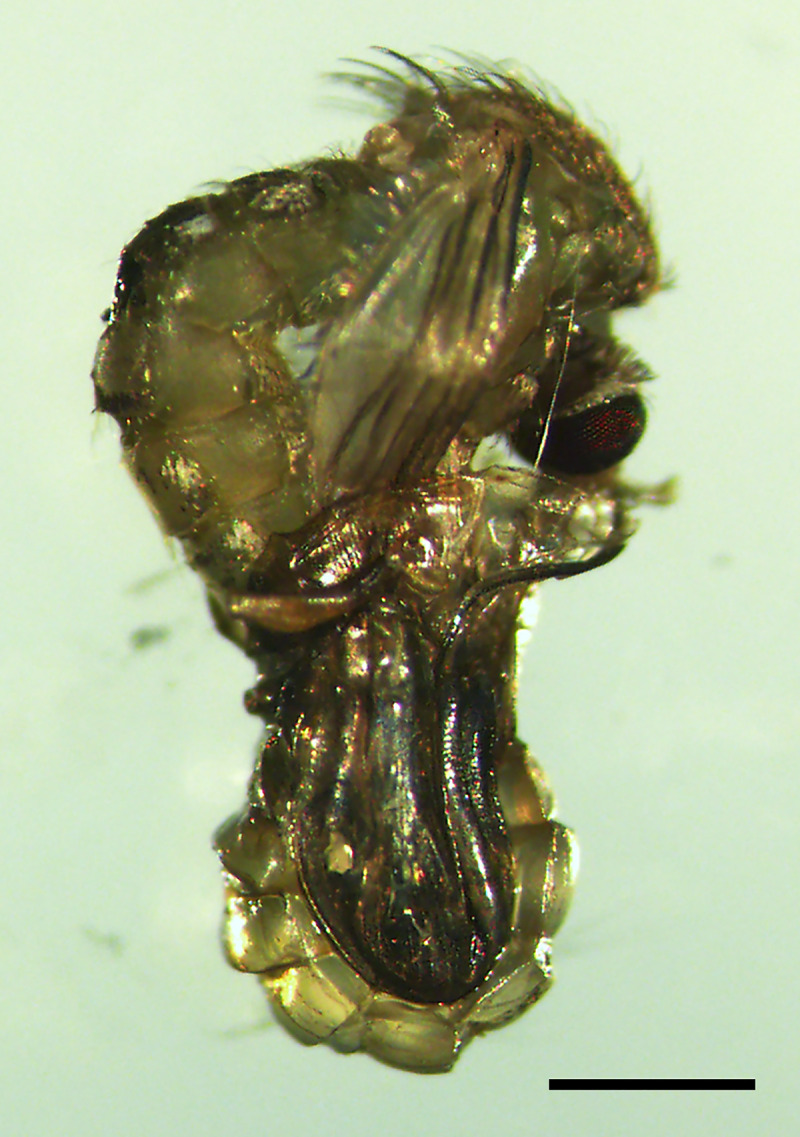 Fig 5