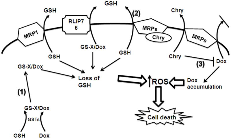 Figure 7