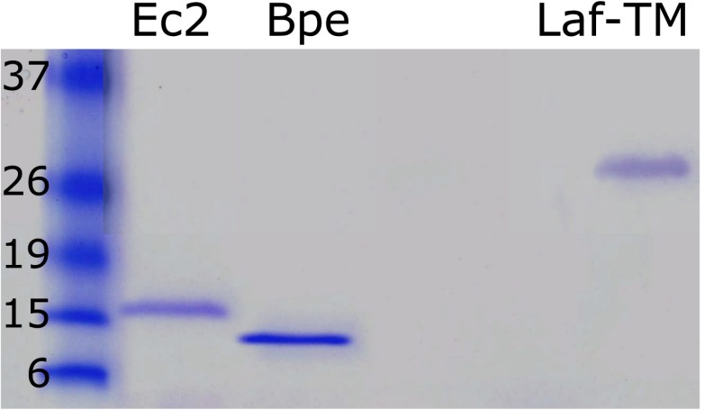 Figure 1—figure supplement 1.