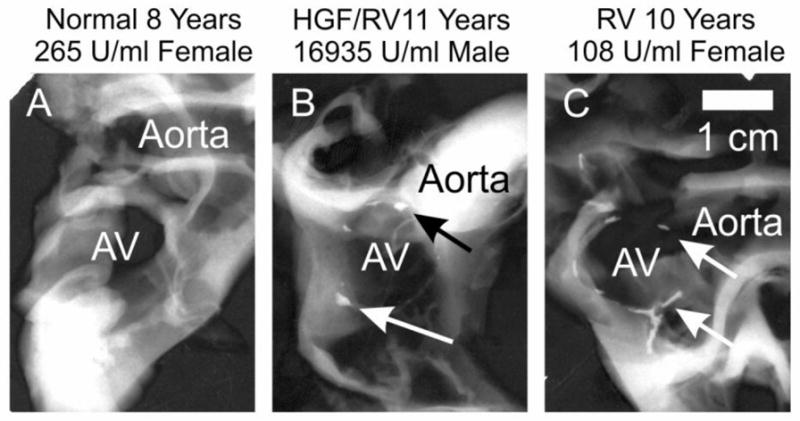 Fig. 6