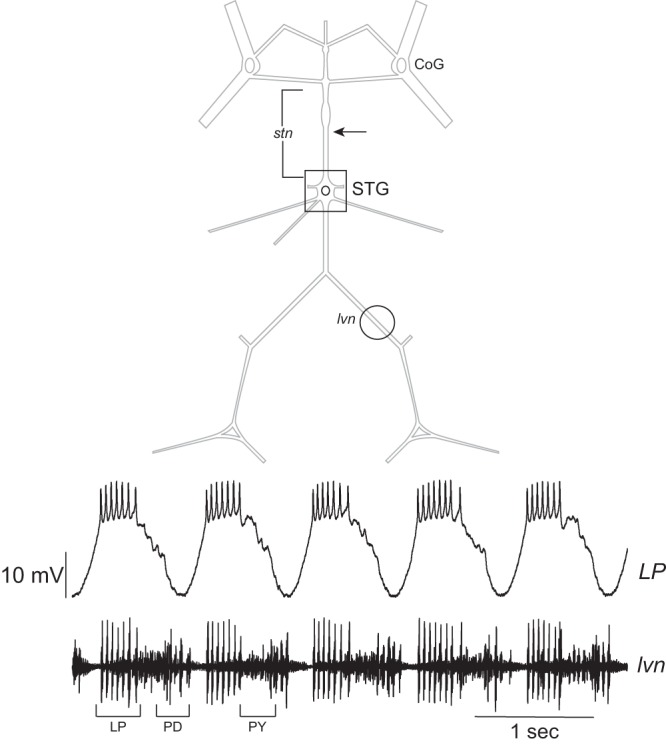 Fig. 1.