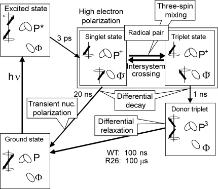 Fig. 1