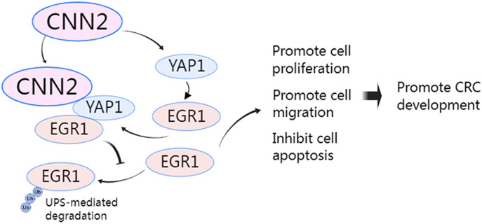 graphic file with name LSA-2022-01639_GA.jpg