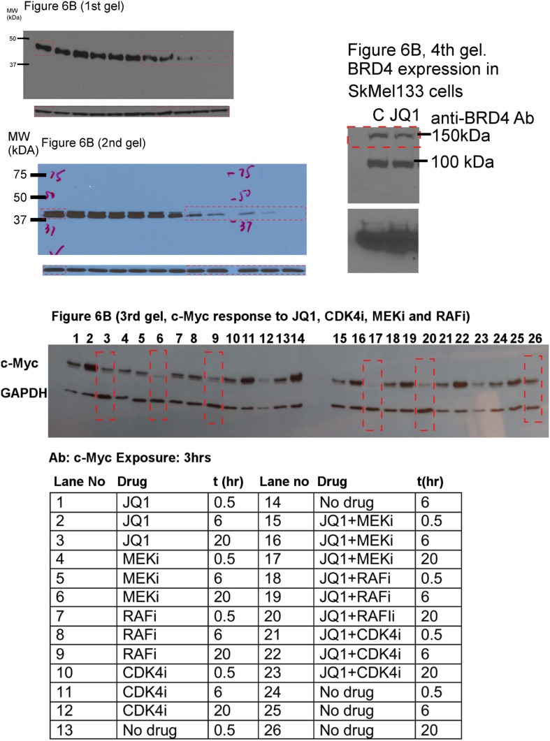 Figure 6—figure supplement 4.