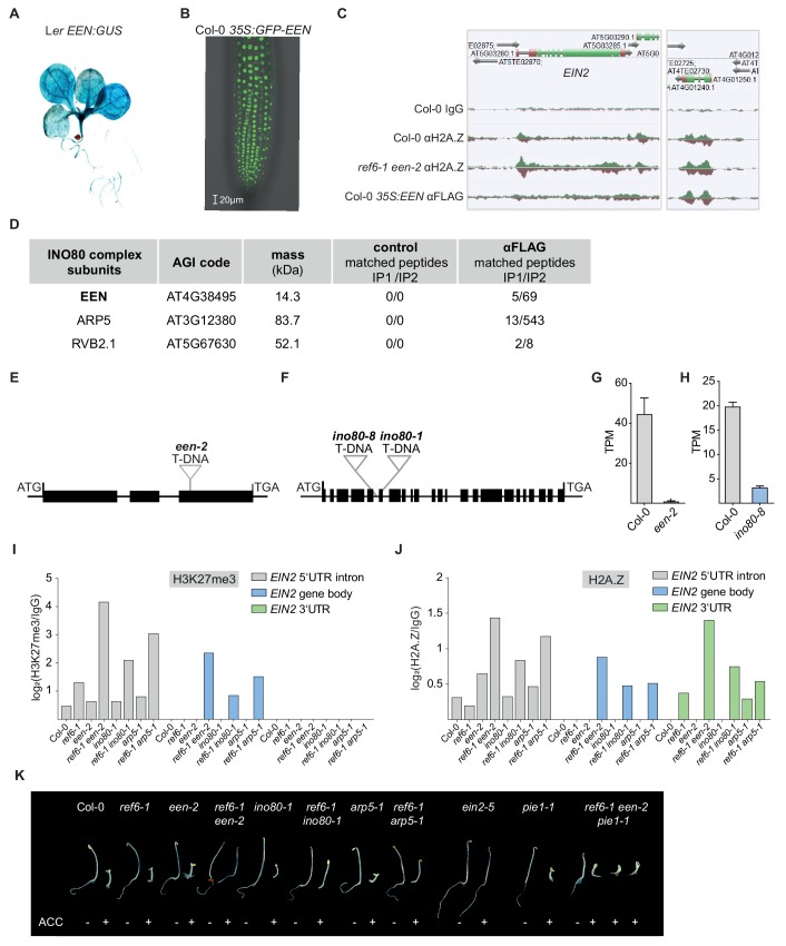 Figure 3—figure supplement 1.