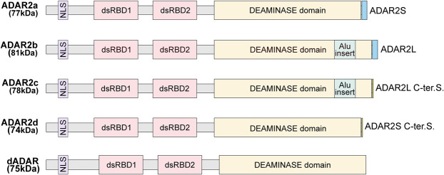 FIGURE 2.