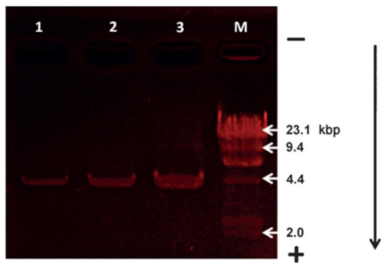 Figure 33