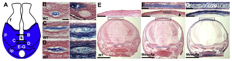 Fig. 6