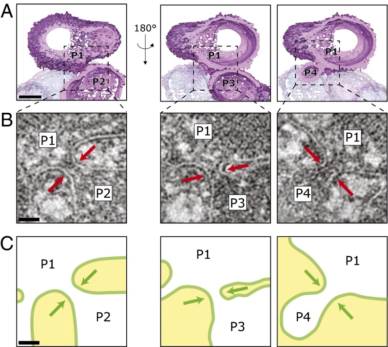 Fig. 2.