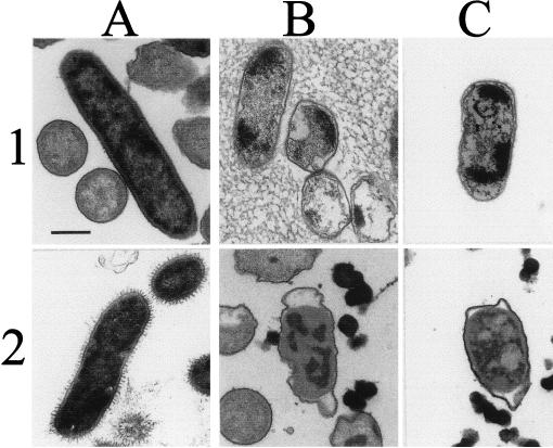 The Outer Membrane of Brucella ovis Shows Increased Permeability to ...