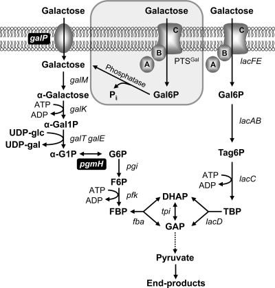 FIG. 1.