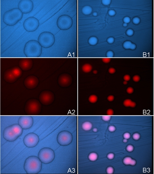 FIGURE 2.