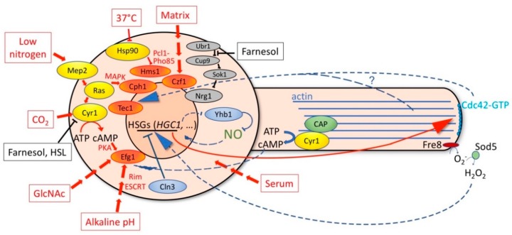 Figure 2