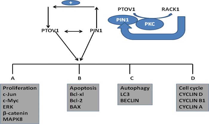 Fig 7