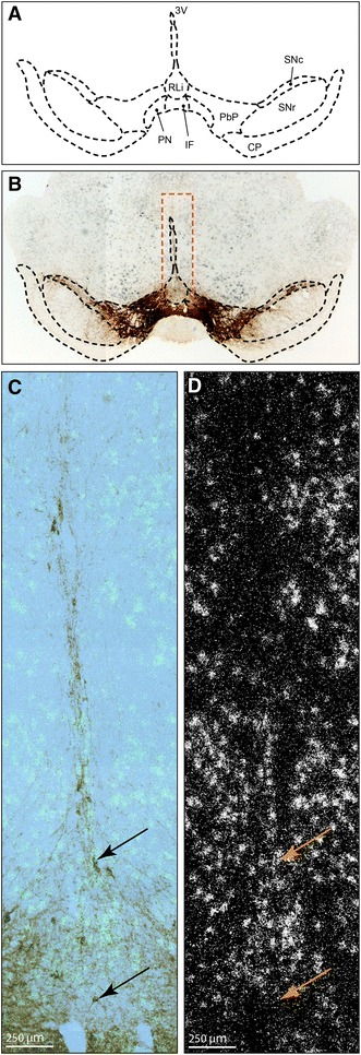 Fig. 3