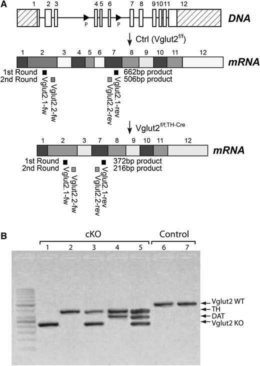 Fig. 4