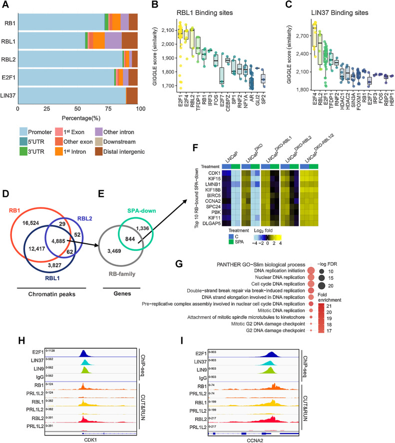 Figure 3. Androgen-repressed cell-cycle genes bound by the DREAM complex. A, RB-family, E2F1, and LIN37 genomic binding sites determined by ChIP-seq from LNCaP cells and mapped to annotated regions. B, Boxplots of GIGGLE similarity scores for RBL1 ChIP-seq from LNCaP cells. C, Boxplots of GIGGLE similarity scores for LIN37 ChIP-seq from LNCaP cells. D, Overlapping CUT&RUN peaks bound by RB1 LNCaP cells, RBL1 in LNCaPDKO-RBL2 cells, and RBL2 LNCaPDKO-RBL1 cells. E, RB-family co-bound sites mapped to gene promoters and overlapped with SPA-repressed genes in LNCaPDKO cells (FDR < 0.05). F, Heatmap of mean-centered log2(FPKM) RNA-seq values for the top 10 androgen-repressed genes bound by all three RB-family members in LNCaP and isogenic gene knockout sublines. G, GO enrichment analysis on androgen repressed genes co-bound by RB-family members. H and I, Chromatin peaks for ChIP-seq datasets for E2F1 (LNCaPDKO), LIN37 (LNCaP), LIN9 (LNCaP), and IgG (LNCaPDKO); and for CUT&RUN peaks for RB1 (LNCaP), RBL1 (LNCaPDKO-RBL2), RBL2 (LNCaPDKO-RBL1), and LNCaP DKO-RBL1/2 (PRL1L2) as a negative control for each antibody on the promoters for SPA-repressed genes CDK1 (H) and CCNA2 (I).