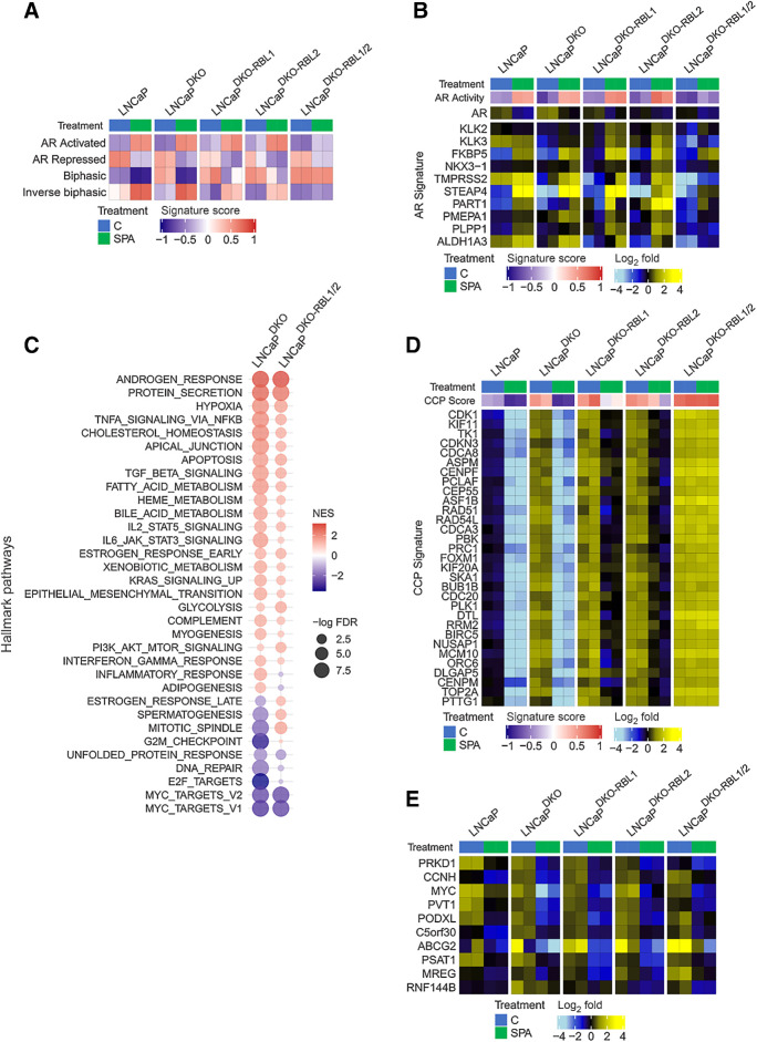 Figure 5. Androgen-mediated repression of cell-cycle genes is dependent on RBL1 and RBL2. A, GSVA signature score heatmaps of gene expression signatures on RNA-seq data generated from LNCaP models treated with SPA (10 nmol/L R1881) for 48 hours. B, Heatmap of mean-centered log2 (FPKM) RNA-seq values for the androgen-upregulated AR Activity signature genes. LNCaP and LNCaP-DKO data are replotted from Fig. 1. C, Plot of GSEA enrichment scores of MSigDB Hallmark gene sets representing SPA-induced gene expression changes in LNCaPDKO and LNCaPDKO-RBL1/2 cells. D, Heatmap of mean-centered log2(FPKM) RNA-seq values for the cell-cycle progression (CCP) signature genes. LNCaP and LNCaP-DKO data are replotted from Fig. 1. E, Heatmap of mean-centered log2(FPKM) RNA-seq values for the top 10 SPA-repressed genes in the LNCaPDKO-RBL1/2 cells. LNCaP and LNCaP-DKO data are replotted from Fig. 1.