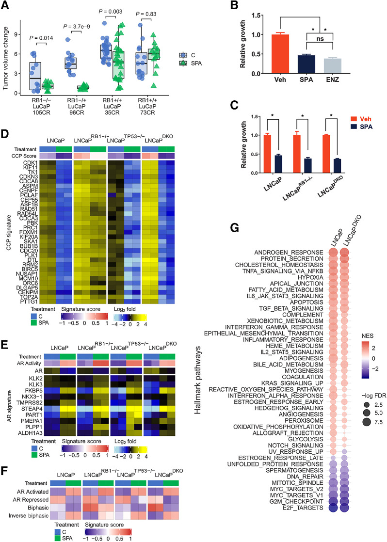 Figure 1. RB1 loss is not sufficient to mediate resistance to SPA. A, Growth responses of prostate cancer PDX to a 28-day course of supraphysiological testosterone. PDX lines were categorized by intact, monoallelic, or biallelic loss of RB1. Changes in tumor volume during the last 2 weeks of the study were compared by one-sided t tests with Benjamini–Hochberg-adjusted P values. B, Five-day growth assay comparing 10 nmol/L R1881 to EtOH vehicle control in LNCaP cells. C, Five-day growth assay comparing 10 nmol/L R1881 to vehicle control for LNCaP, LNCaP-RB1 knockout, and LNCaP RB1/TP53 double knockout (LNCaPDKO). D, The expression of cell-cycle progression (CCP) genes measured by RNA-seq in prostate cancer cells treated for 48 hours with vehicle control or 10 nmol/L R1881 (SPA). Data are shown as heatmaps of RNA-seq mean-centered log2 (FPKM) gene expression values. E, The expression of canonical AR-regulated genes measured by RNA-seq in prostate cancer cells treated for 48 hours with vehicle control or 10 nmol/L R1881 (SPA). F, Molecular signature (GSVA) scores determined by RNA-seq data. G, Plot of GSEA normalized enrichment scores (NES) of MSigDB Hallmark gene sets comparing 10 nmol/L R1881 (SPA)-induced gene expression changes in LNCaP and DKO cells. *, P < 0.05, by one-way ANOVA with Dunnett multiple-comparison test. Data represent the mean ± SD.