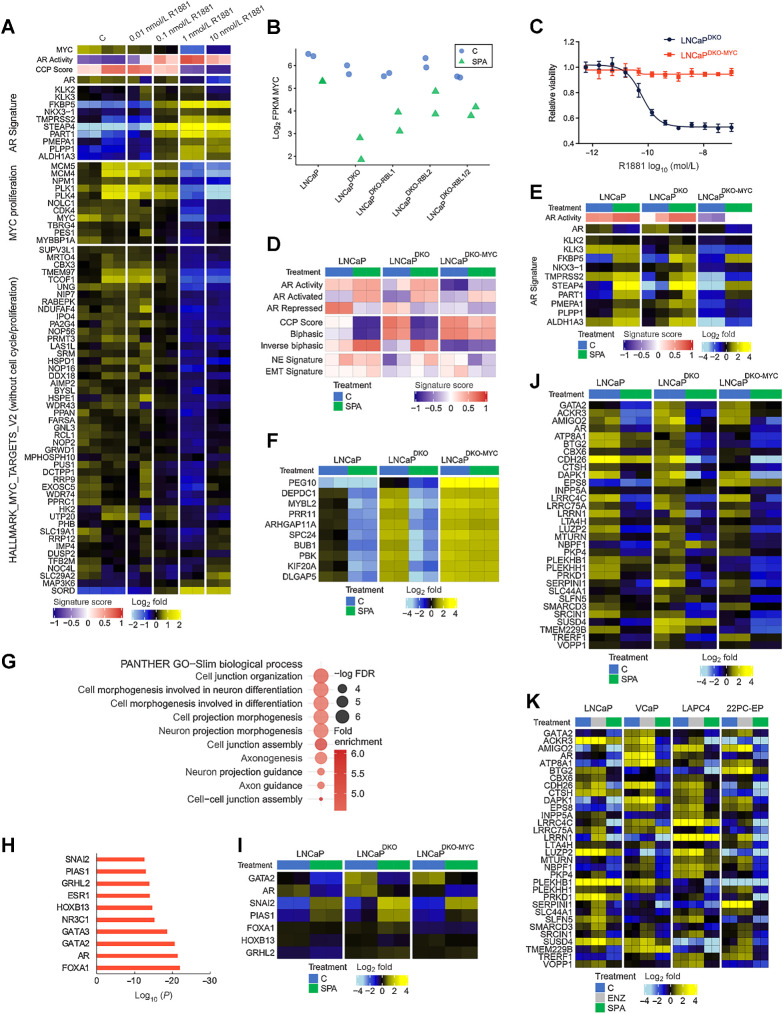 Figure 6. MYC expression is a key determinant of response to high-dose androgen. A, Heatmaps of RNA-seq mean-centered log2(FPKM) gene expression values and AR and MYC-regulated genes in LNCaP cells treated with a dose-range of R1881. C, vehicle control. B, RNA-seq log2(FPKM) expression of MYC is plotted for LNCaP and isogenic knockout lines treated with SPA for 48 hours or vehicle control. C, Dose–response curve to R1881 for LNCaPDKO cells with or without ectopic MYC overexpression. D, Heatmap of molecular signature (GSVA) scores derived from RNA-seq data from LNCaPDKO cells with or without ectopic expression of MYC treated with SPA for 48 hours. CCP, cell-cycle proliferation; EMT, epithelial-to-mesenchymal transition; NE, neuroendocrine. E, Heatmap of mean-centered log2(FPKM) RNA-seq values for the AR activity signature genes determined from RNA-seq data from SPA or vehicle control in LNCaP, LNCaPDKO, and LNCaPDKO-MYC cells. GSVA scores and treatment groups are shown at the top of plot and colored according to legends at the bottom. LNCaP and LNCaP-DKO data are replotted from Fig. 1. F, Heatmap of mean-centered log2(FPKM) RNA-seq values for the top 10 genes differentially regulated by MYC overexpression in LNCaPDKO cells treated with SPA. G, GO enrichment analysis of MYC/E2F-independent AR-repressed genes in LNCaPDKO cells. H, Top motifs predicted to regulate MYC/E2F-independent AR-repressed genes by LISA. I, Heatmap of mean-centered log2(FPKM) RNA-seq values for predicted regulators of MYC/E2F-independent AR-repressed genes. J, Heatmap of mean-centered log2(FPKM) RNA-seq values for consensus MYC/E2F-independent AR-repressed genes (AR-repressed signature genes repressed by SPA in LNCaPDKO-MYC cells). LNCaP and LNCaP-DKO data are replotted from Fig. 1. K, Heatmap of mean-centered log2(FPKM) RNA-seq values for consensus MYC/E2F-independent AR-repressed genes comparing SPA versus vehicle control in LNCaP, VCaP, LAPC4, and 22PC-EP cell lines.