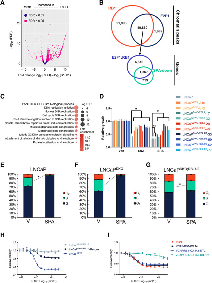 Figure 2. SPA repression of E2F target genes and prostate cancer proliferation depends on RBL1 and RBL2. A, E2F1 ChIP-seq volcano plot showing differentially bound E2F1 binding sites between EtOH- and SPA-treated LNCaPDKO RB1−/−;TP53−/− cells. B, Overlap between RB1-bound sites in LNCaP and E2F1-bound sites in LNCaPDKO cells. These E2F1:RB1 bound sites were mapped to promoters of genes, which were overlapped with genes transcriptionally repressed by SPA. C, Graph of over-represented GO categories in overlapping RB1/E2F-bound and SPA-repressed genes. D, Growth assay results for knockout and parental cells treated with 10 μmol/L ENZ or SPA for 5 days. E–G, Cell-cycle profile changes induced by SPA on LNCaP (E), LNCaPDKO (F), or LNCaPDKO;RBL1/2 (G) cells using flow cytometry to measure EdU incorporation (S-phase) and FxCycle violet staining (DNA-content). H, R1881 dose–response assay comparing LNCaPDKO cells with LNCaPDKO;RBL1/2 cells with and without ectopic expression of RBL2. I, R1881 dose–response assay on VCAP and the VCAPRB1–14 RB1-knockout clonal cell line transfected with siRNA to RBL1/2 or a nontargeting control (NTC). *, P < 0.05, by one-way ANOVA with Dunnett multiple-comparison test. Data represent the mean ± SD.