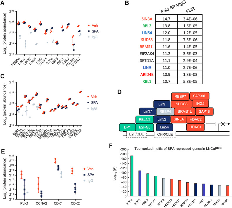 Figure 4. DREAM complex interacting proteins identified by LIN37 RIME. A, Log2-protein abundance scores of proteins enriched with LIN37-bound chromatin in LNCaPDKO cells treated with 10 nmol/L R1881 (SPA) or EtOH (Veh) control for the DREAM and MuvB-FOXM1/MYBL2 complexes. B, Top 10 enriched proteins by LIN37-bound chromatin precipitation of LNCaPDKO cells. Green, DREAM complex members; blue, MuvB core; red, SIN3A complex members. C, Log2 protein abundance scores of proteins enriched with LIN37-bound chromatin in LNCaPDKO cells treated with 10 nmol/L R1881 or EtOH control for the SIN3A complex. All proteins shown were significantly enriched (FDR < 0.05) over the IgG pulldown control. D, Diagram of DREAM/SIN3A repression complex members precipitated with LIN37-bound chromatin. E, Log2-protein abundance scores of proteins enriched with LIN37-bound chromatin in LNCaPDKO cells treated with 10 nmol/L R1881 or EtOH control for DREAM destabilizing factors. All proteins shown were significantly enriched (FDR < 0.05) over the IgG pulldown control. F, Top motifs of SPA-repressed genes in LNCaPDKO RNA-seq datasets as predicted by LISA analysis. MuvB core, dark blue; repressive DREAM components, green; SIN3A complex members, orange; E2F1/RB1, light blue; other, gray.