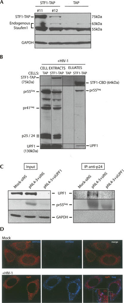 FIGURE 1.