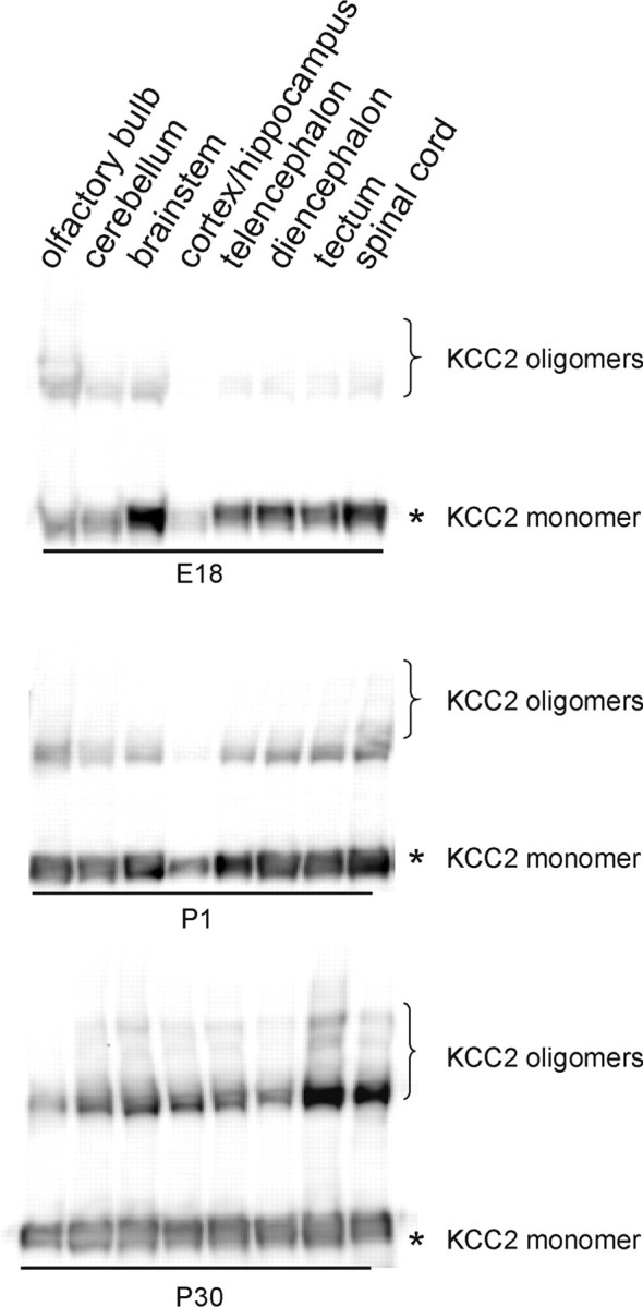 Figure 11.