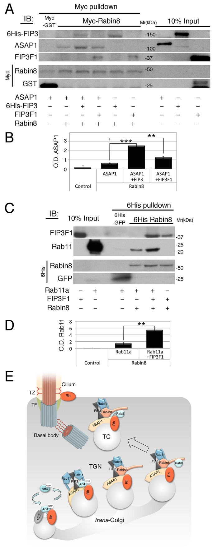 Fig. 5.