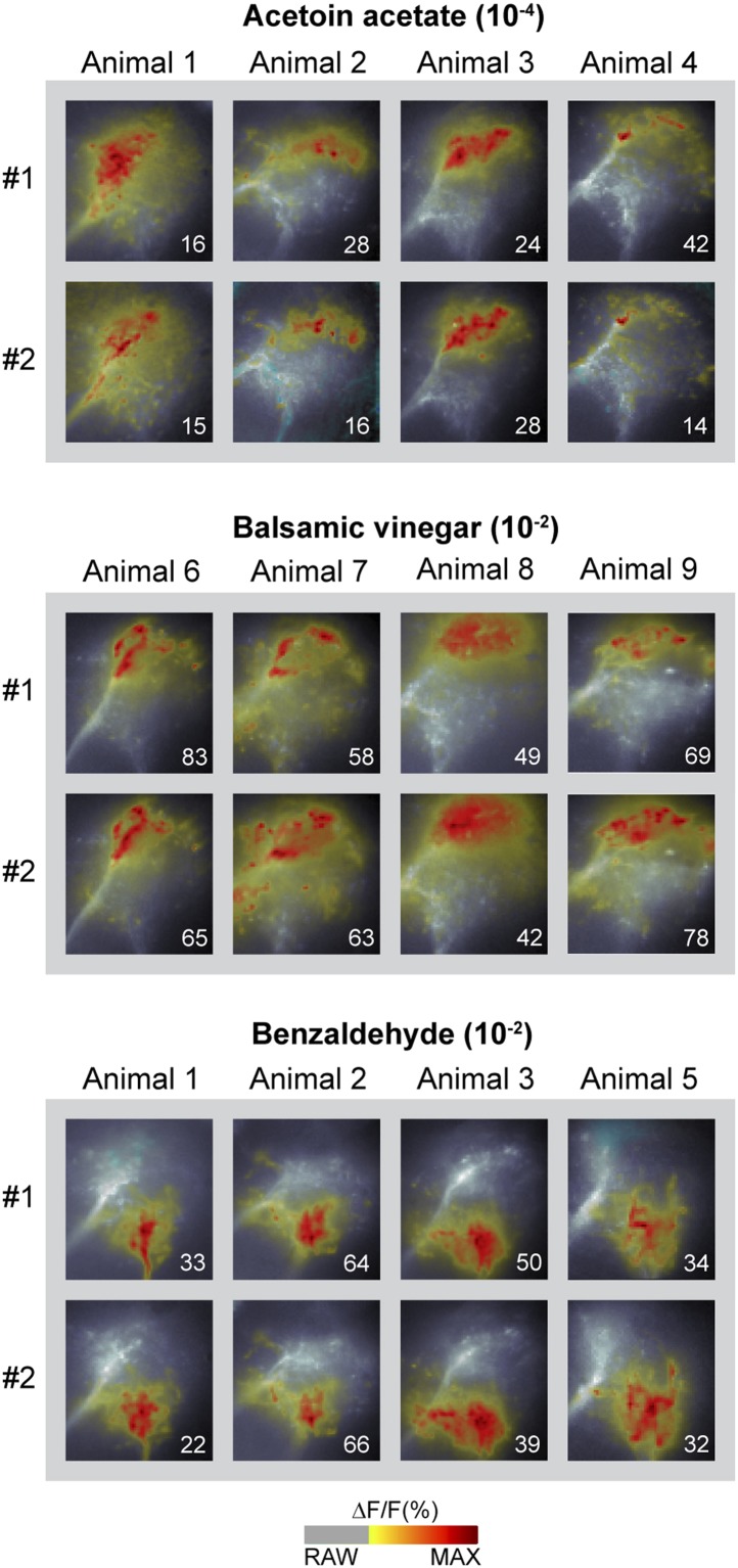 Figure 2—figure supplement 1.