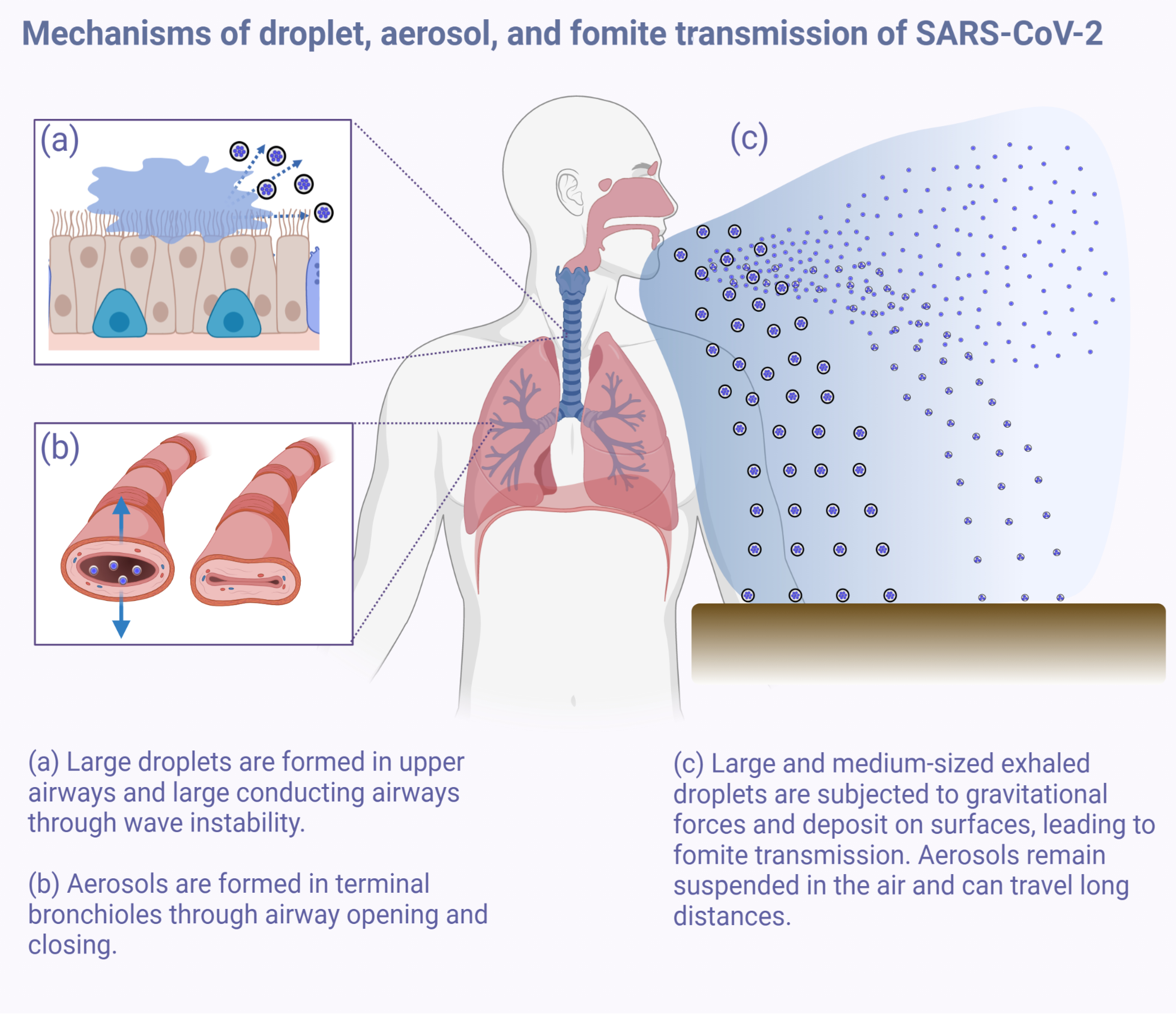 graphic file with name nihms-1679041-f0001.jpg