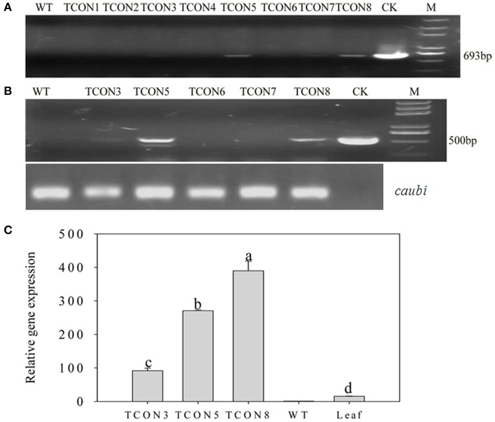 Figure 5