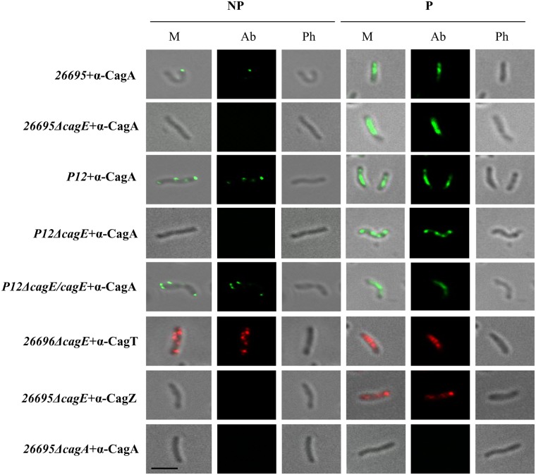 Fig 6