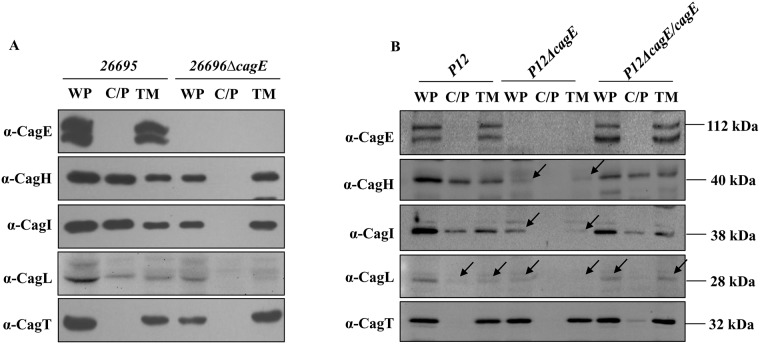 Fig 5