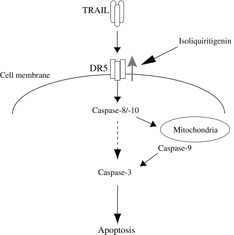 Fig. 5