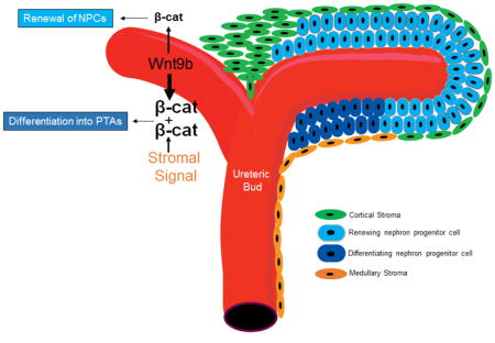 graphic file with name nihms966482u1.jpg