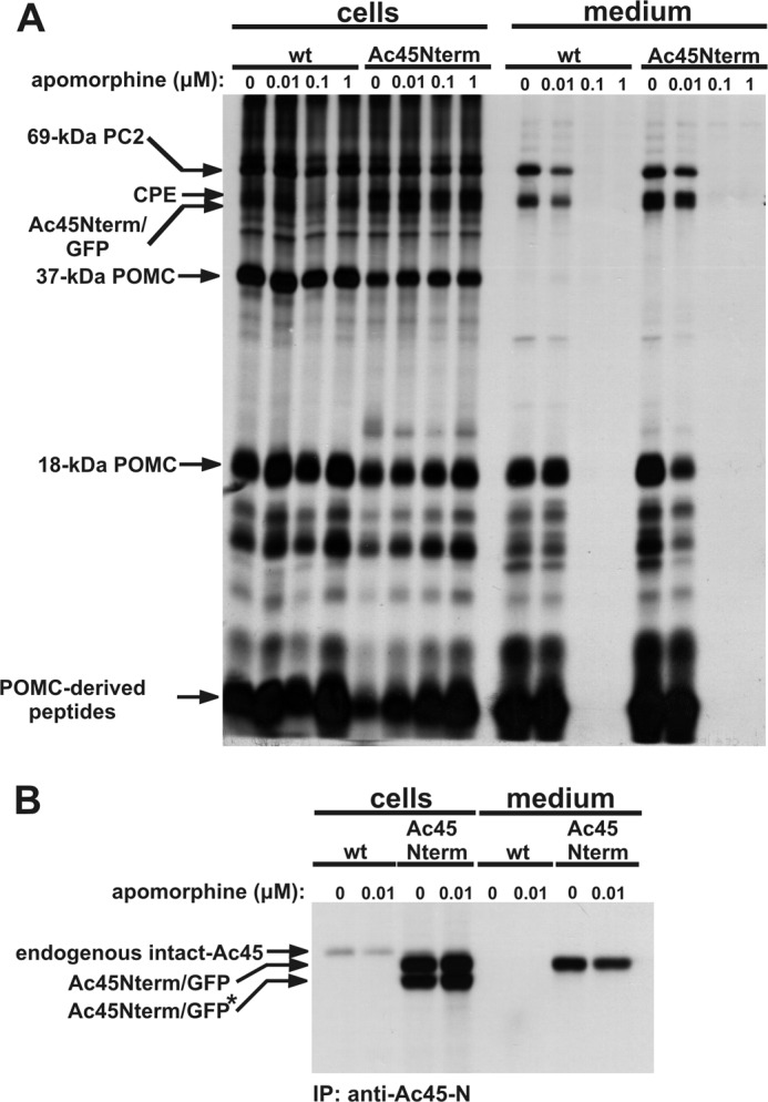 FIGURE 5.