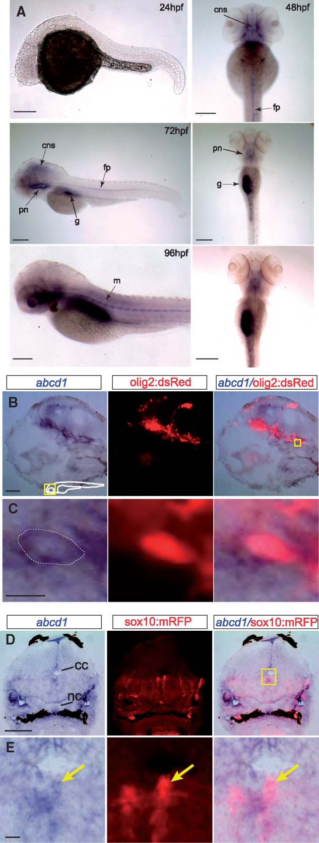 Figure 2.