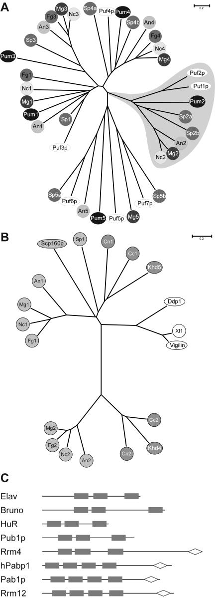 FIG.6.