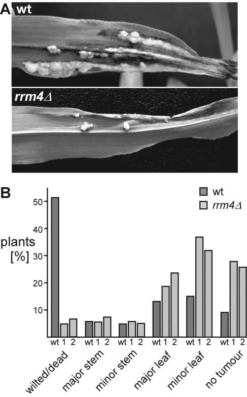 FIG. 5.