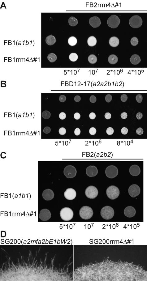 FIG. 4.