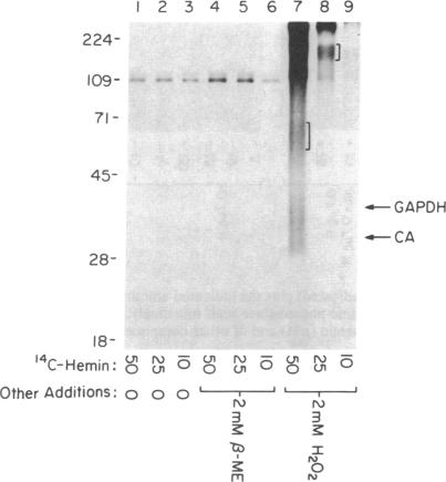 graphic file with name pnas01064-0140-a.jpg