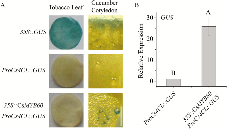 Fig. 8.