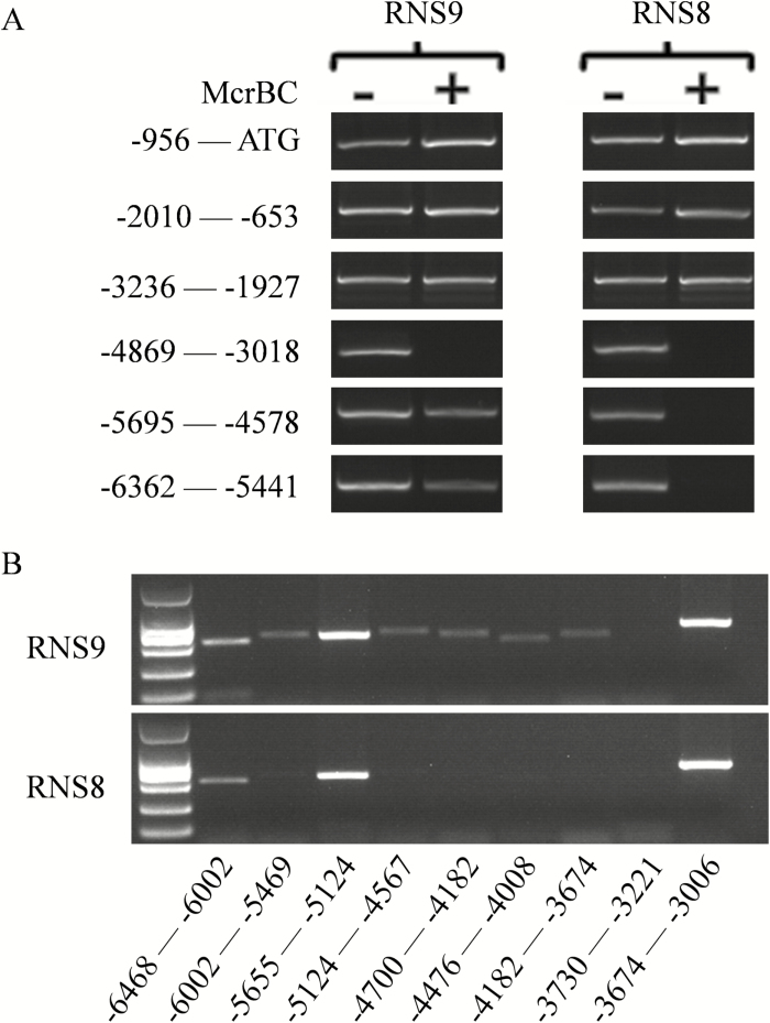 Fig. 10.