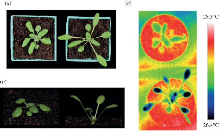 Figure 1.